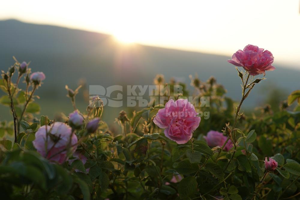 Rosenduft aus Bulgarien